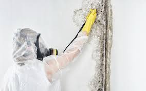 Best Emergency Mold Remediation  in Corning, AR